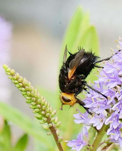 Réf. 289 584 : Tachina grossa